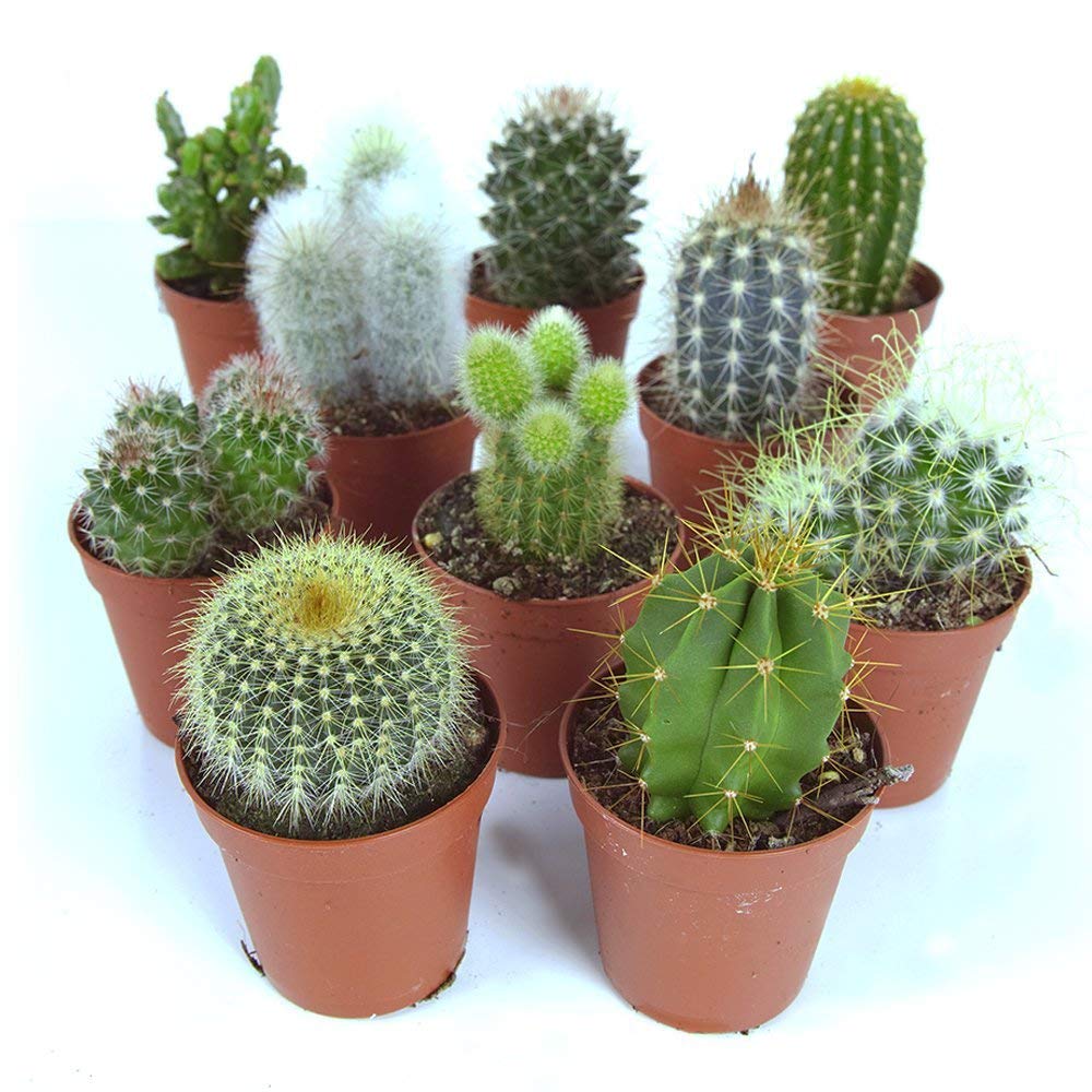 🌵 Cactuses 10-pack